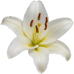 a white flower with a red center.jpg